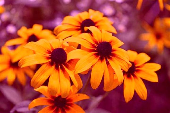 Emmerdale Fun Drops slot machine