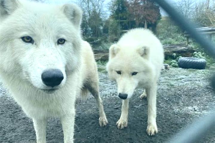 Gold Metal Ox slot machine