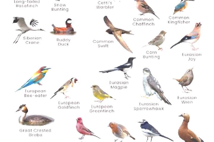 O Gato Mago Explosivo slot machine